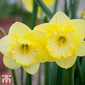 Narcissus 'Spellbinder'