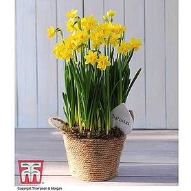 Narcissus Flower Basket