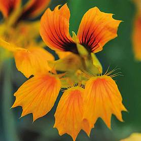 Nasturtium 'Phoenix' - Seeds