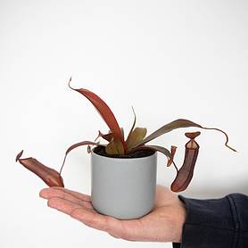 Nepenthes sanguinea hybrid