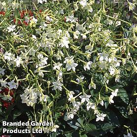 Nicotiana affinis - Easy Grow Range