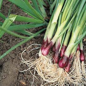 Spring Onion 'Lilia' (Red Onion) - Seeds