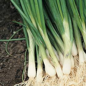 Onion 'Performer' (Bunching Onion) - Seeds