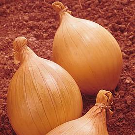Onion 'Ailsa Craig' (Giant/Show Vegetable) - Seeds