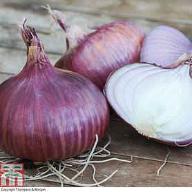 Onion 'Red Baron' (Spring Planting)