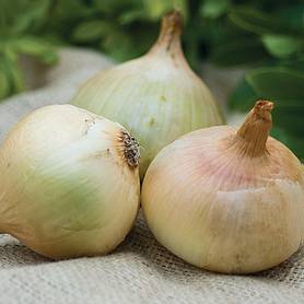 Onion 'Jaune des Cevennes'