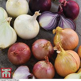 Onion Four Colour Bulb Mix - Seeds