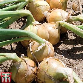 Onion 'Hylander' F1 Hybrid - Seeds