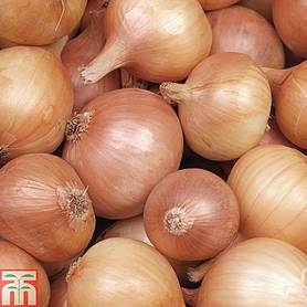Onion 'Hercules' (Spring Planting)