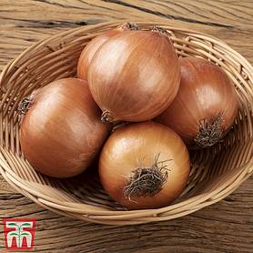 Onion 'Autumn Champion' (Autumn Planting)
