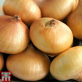 Onion 'Borettana'