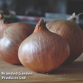 Onion Triple Pack (Spring)