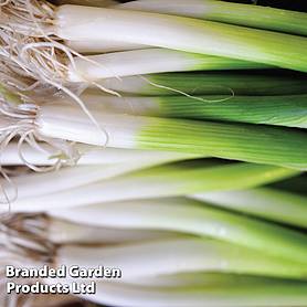 Bunching Onion 'Ishikura' - Kew Vegetable Collection