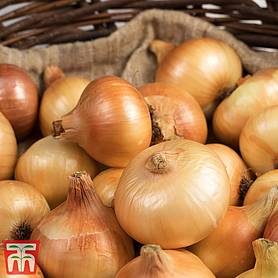Onion 'Troy' (Autumn Planting)