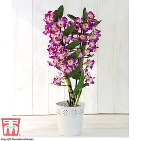 Orchid 'Star Class Lilac' - Gift