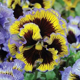 Pansy 'Frou Frou Mixed'