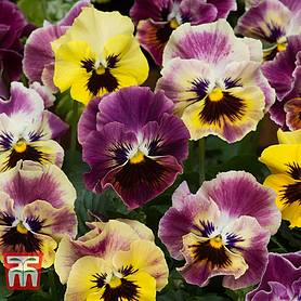 Pansy 'Frizzle Sizzle Fire'