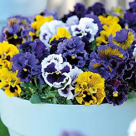 Pansy 'Frou Frou Mixed'