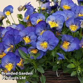 Pansy 'Coolwave Blue Sky'