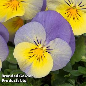 Pansy 'Coolwave Blueberry Swirl'