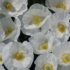 Poppy 'Bridal White' - Seeds