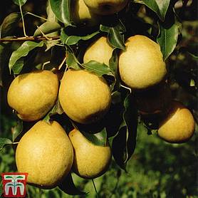 Pear 'Benita'