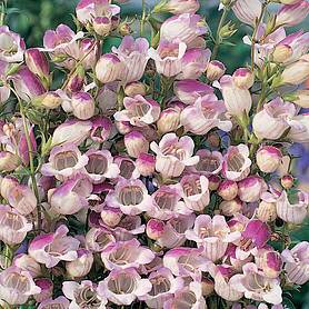 Penstemon x hybrida 'Lilac Frost'