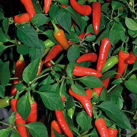 Chilli Pepper 'Super Chili' (Hot)