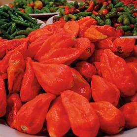 Chilli Pepper 'Naga Jolokia' (Very hot)
