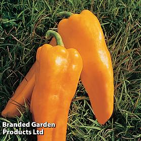 Sweet Pepper 'Cleor' (Grafted)