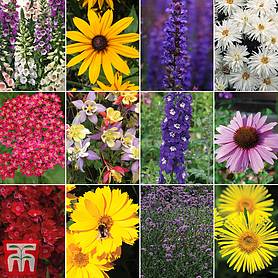 Best Value Perennial Collection