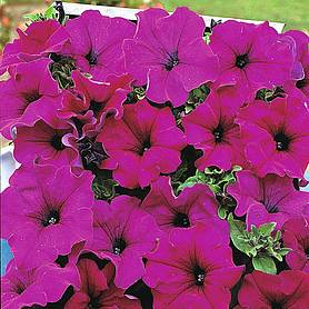 Petunia grandiflora pendula 'Lady Purple' F1 Hybrid