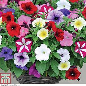 Petunia 'Easy Wave Ultimate Mixed'