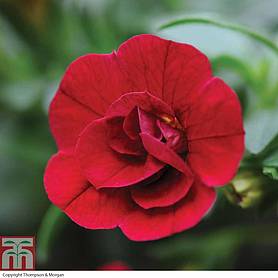Petunia 'Mini Rosebud Romantic Collection' (Mini Petunia)