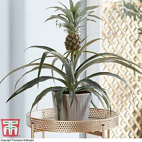 Pineapple Plant (House Plant)