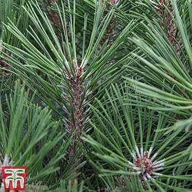 Pinus nigra 'Pierrick Bregéon'