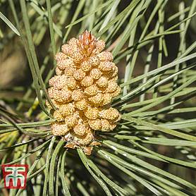 Pinus pinea (Christmas Tree)