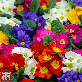 Polyanthus Pacific Giant Spring Perennials 7 Plug Plants Mixed Colours 