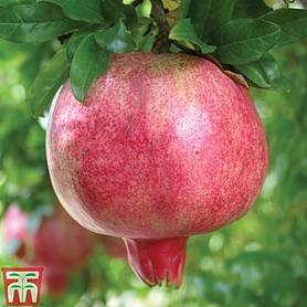 Pomegranate 'Provence'