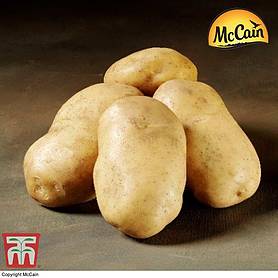 Potato McCain 'Royal'