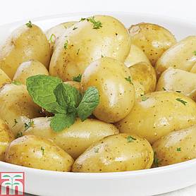 Potato 'Jazzy'
