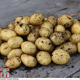 Potato 'Vizelle'
