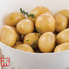 Potato 'Nicola' (Second Cropping)