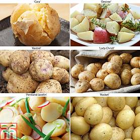 Potato 'Beginners Collection'