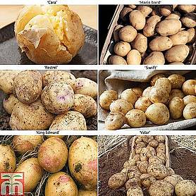 Potato 'Allotment Favourites Collection'