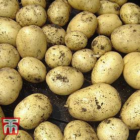 Casablanca Seed Potatoes Grow Your Own First Early Potatoes 2.5Kg Bag 