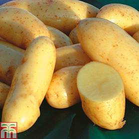 Potato 'Mayan Gold'