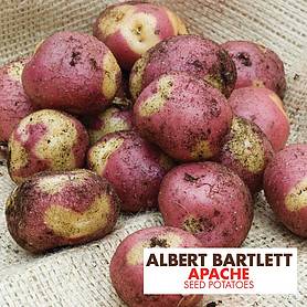 Potato 'Apache'
