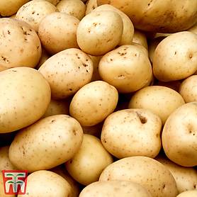 Potato Gemson