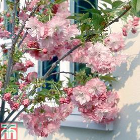 Prunus 'Little Pink Perfection'